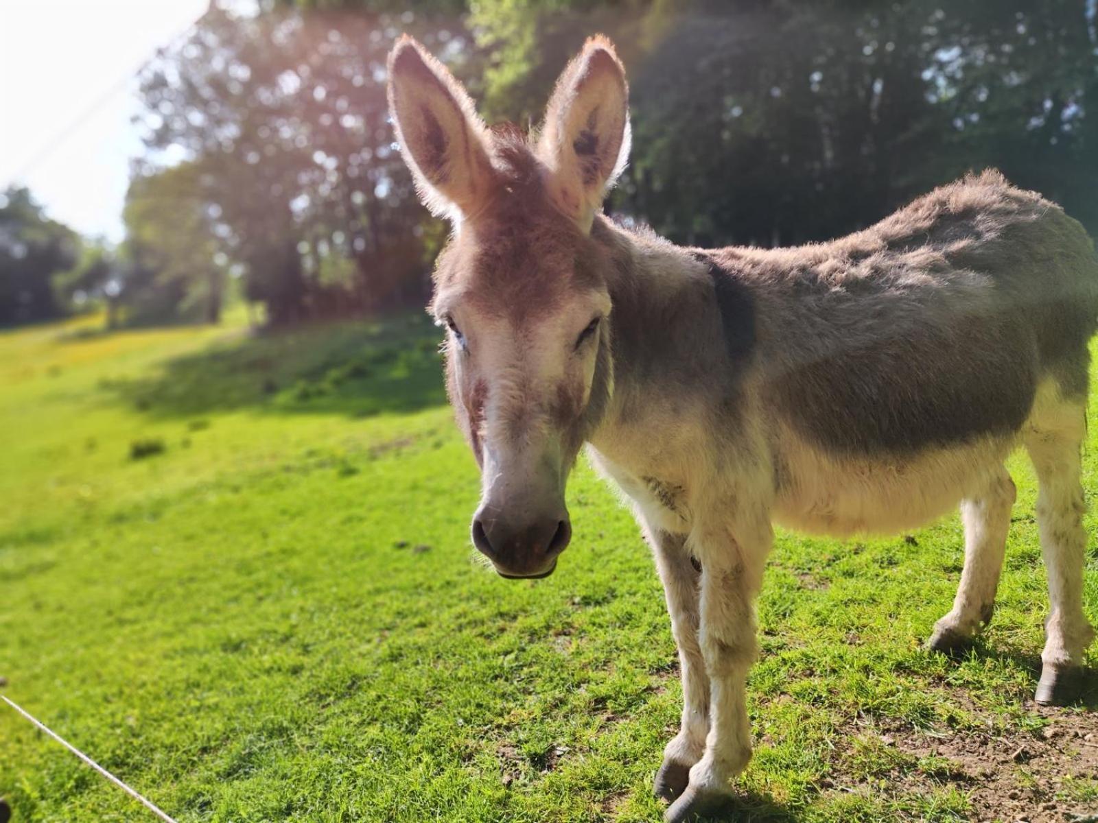 La Mini Maison Du Lama Libin Zewnętrze zdjęcie