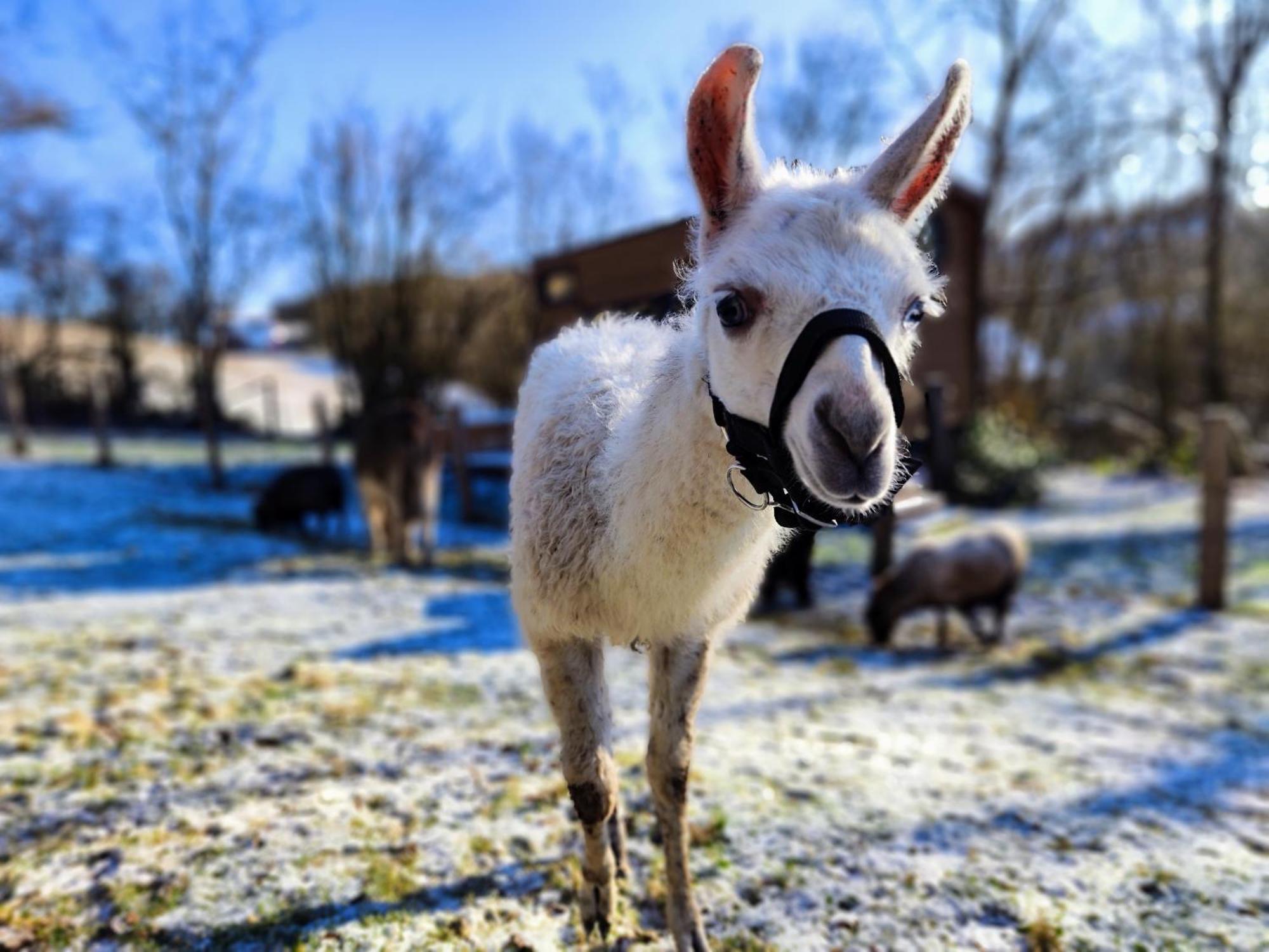 La Mini Maison Du Lama Libin Zewnętrze zdjęcie
